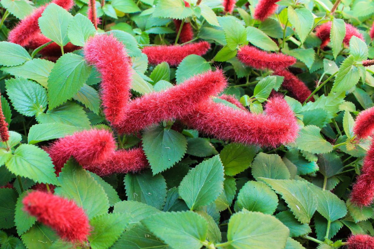 Planta Rabo-de-gato controle de pragas