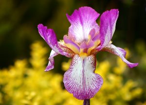 flor-de-iris