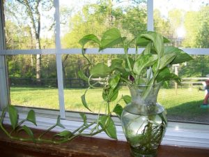 planta cultivada em água na janela