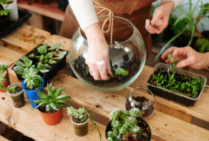 5 passos para fazer um terrário: entenda como ter um mini jardim de uma forma SIMPLES e BARATA