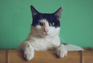 7 formas de fazer seu gato parar de urinar fora da caixa: entenda por que ele faz isso e como lidar