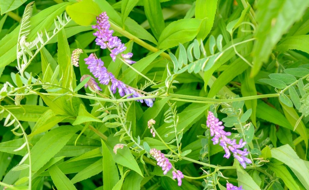 Plantas de cobertura