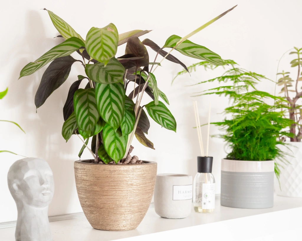 Como-plantar-e-cuidar-de-Calatheas-gardeningetc-Katka-Pavlickova-Unsplash-jardinagem-plantas