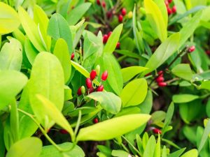 planta de coca