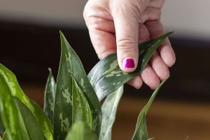 mão tocando folha de planta