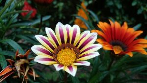 gazânia como cultivar (Imagem: Reprodução/ Blog da Plantei)