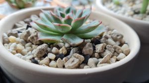 suculenta em vaso com pedras