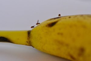 eliminar moscas de frutas