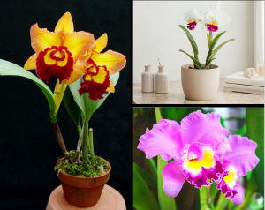 orquídeas cattleya
