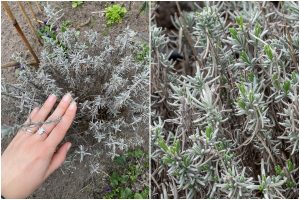 poda da lavanda
