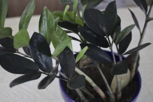 Zamioculca Preta