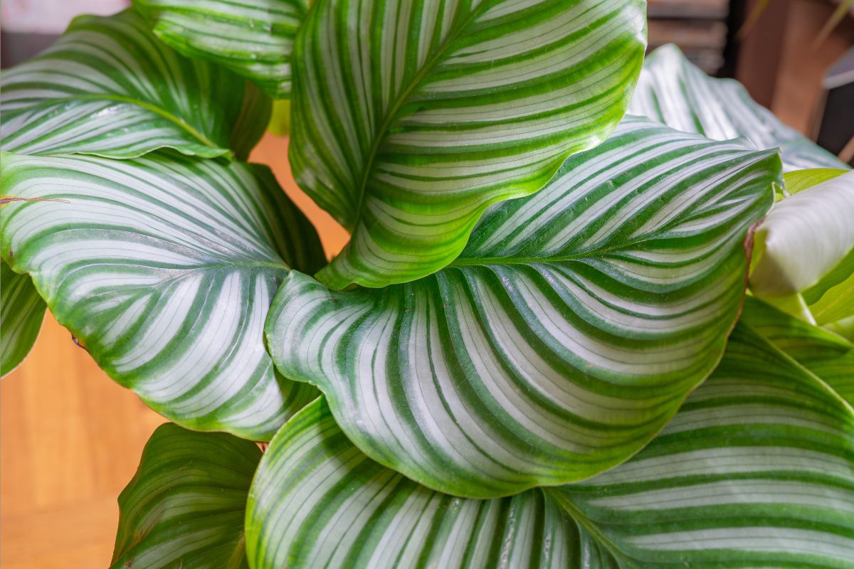 Maranta Charuto