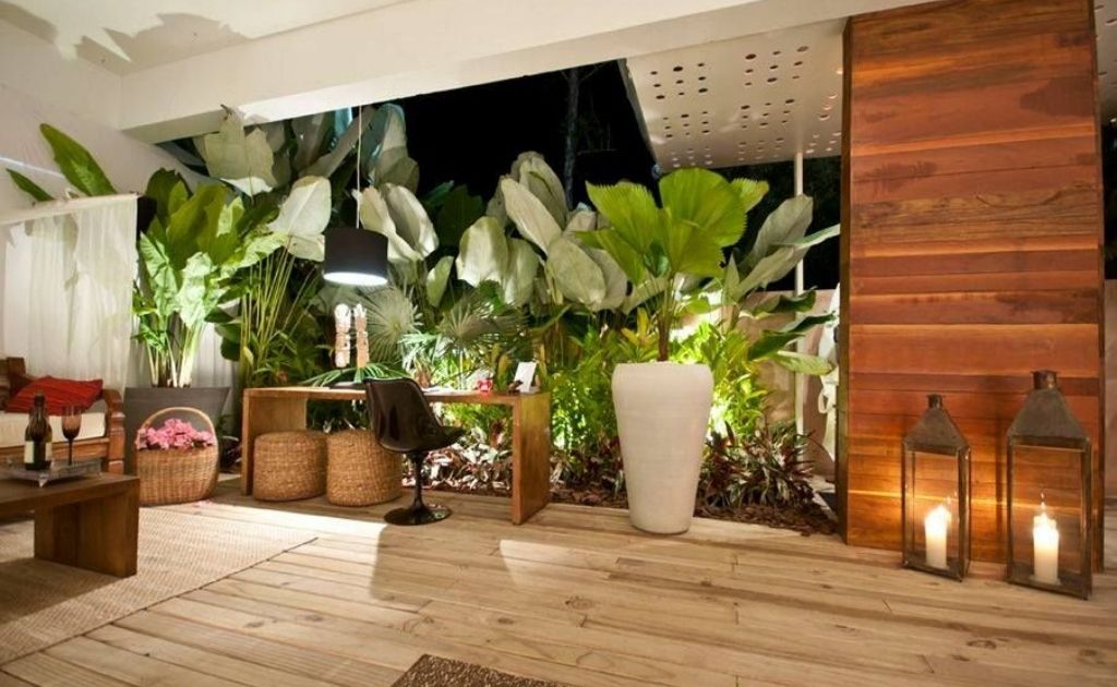 maranta charuto em casa