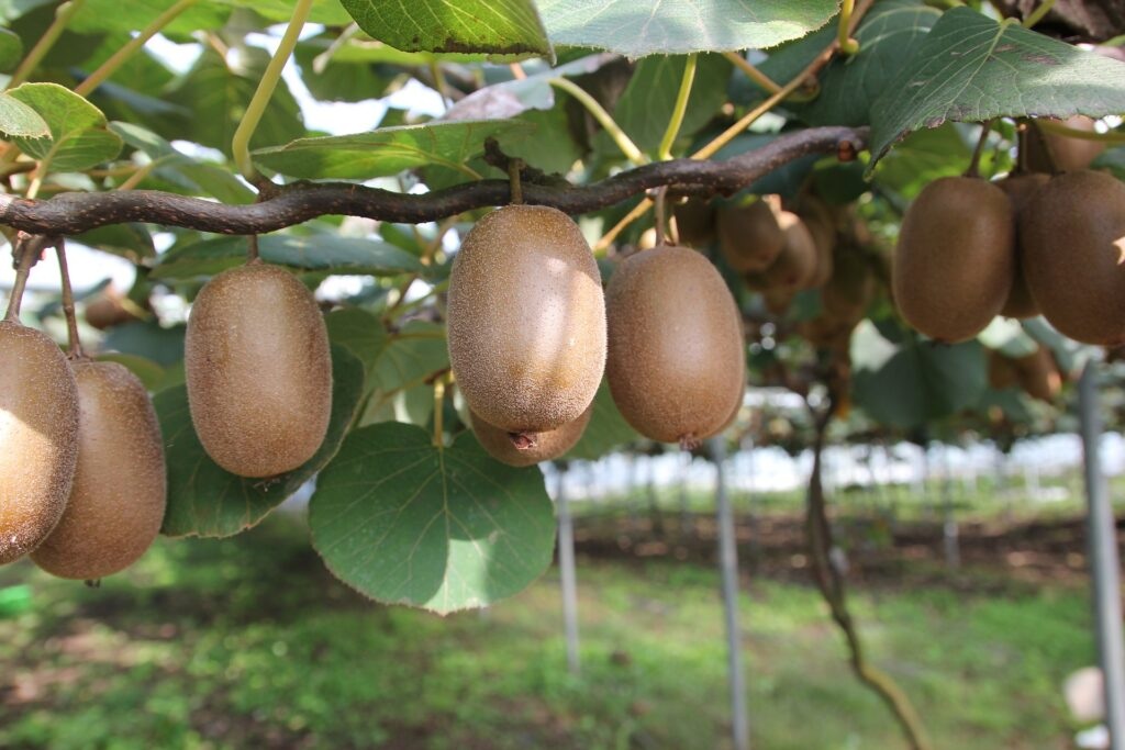 kiwi crescendo em forma de trepadeira