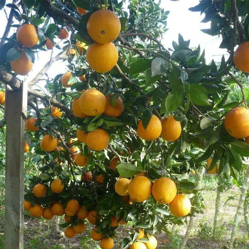 laranja trepadeira