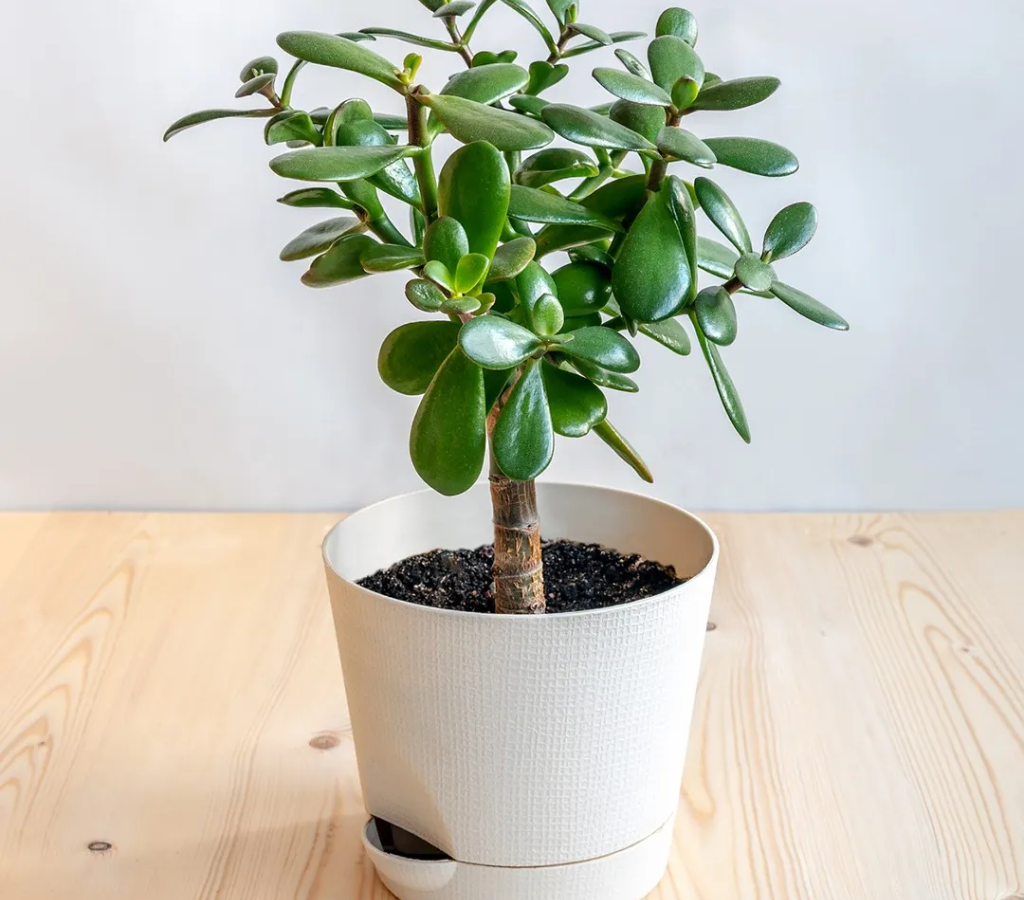 Planta Jade (Crassula ovata) - plantas de boas energias