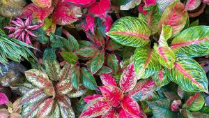 Plantas para dentro de casa especialistas indicam essas 7 espécies