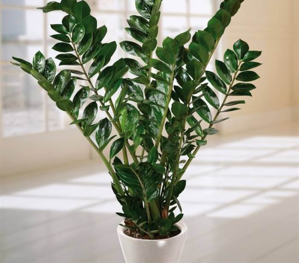 Zamioculca (Zamioculcas zamiifolia) - plantas de boas energias