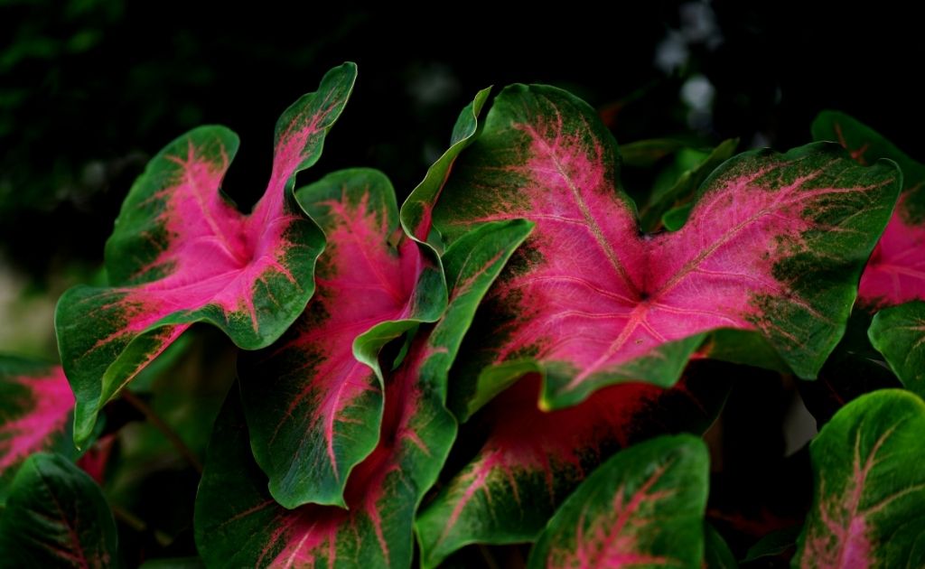 Caladium bicolor plantas de interior