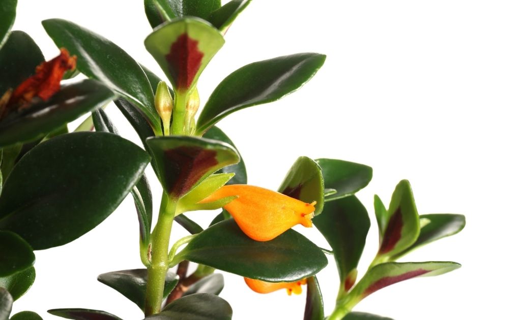 Columeia Peixinho plantas de interior