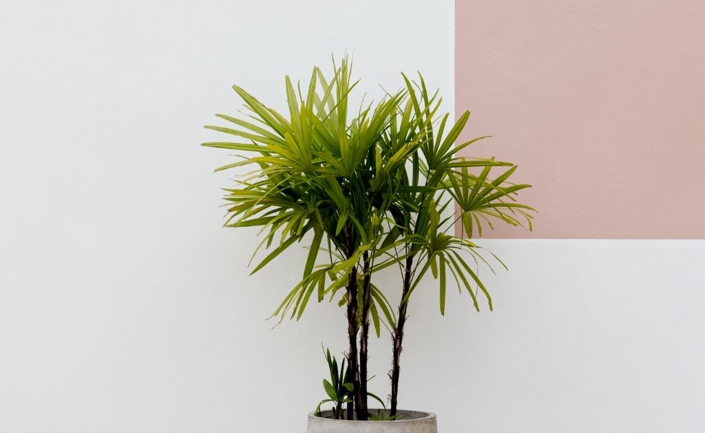 Ráfis plantas para interior