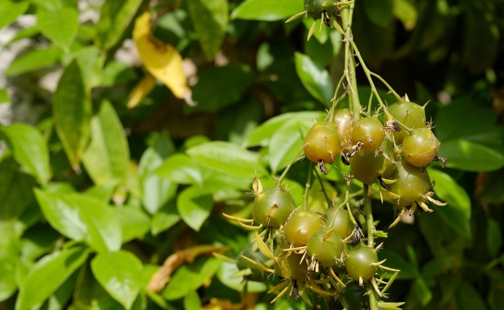 Ora-pro-nóbis plantas petfriendly