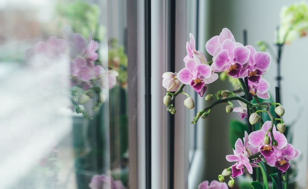 Orquídea Phalaenopsis plantas petfriendly