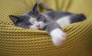 cama gato inverno